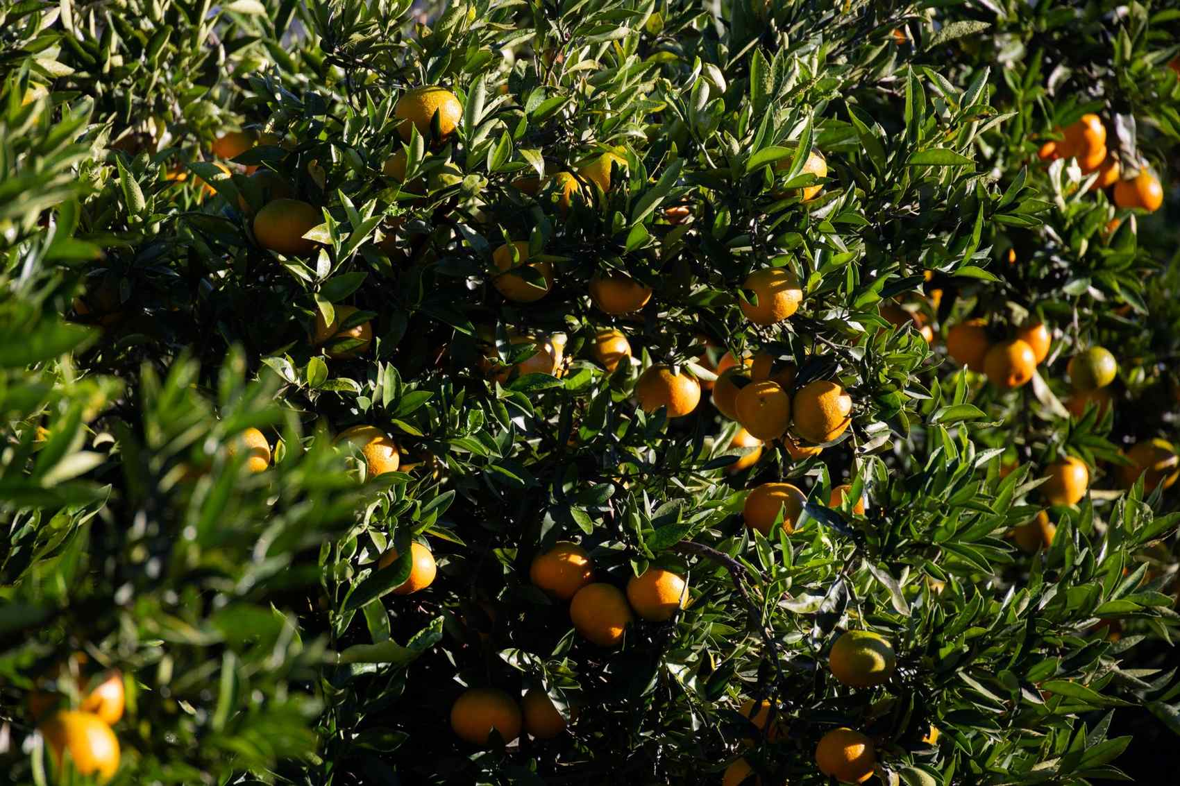 Fruit and citrus orchard at Pure Nature Farm